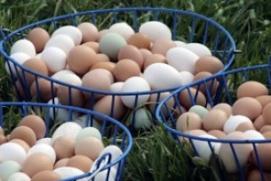 preserving-fresh-eggs_0