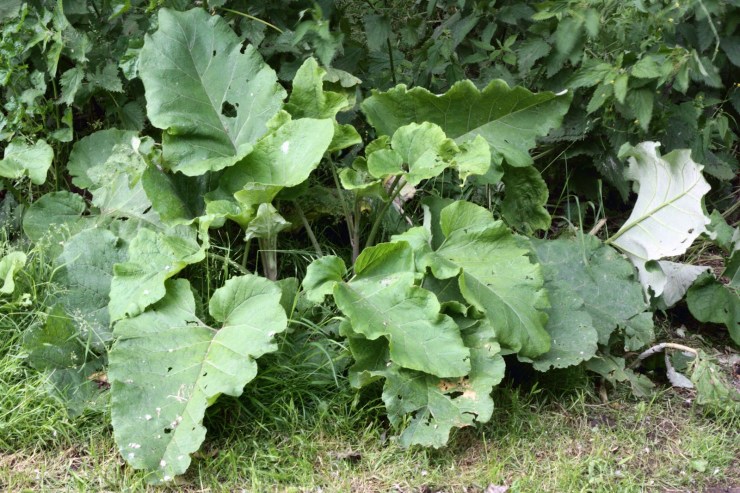 Burdock plant.jpg