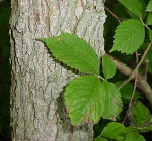Slippery elm.jpg