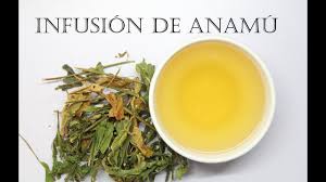 anamu tea